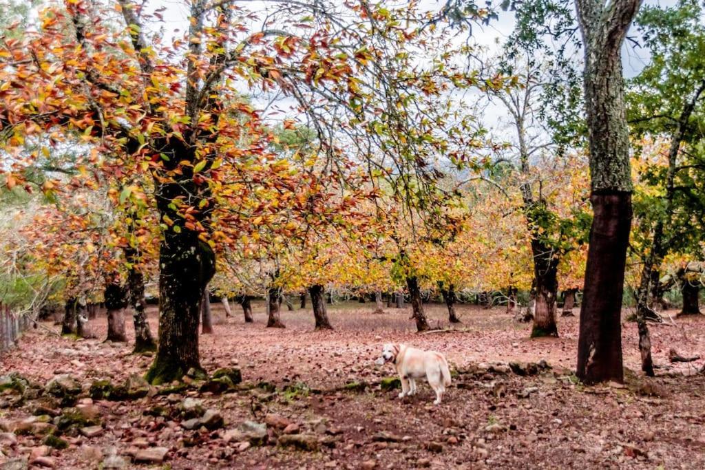 Casa Rural Alicia コルテガナ エクステリア 写真