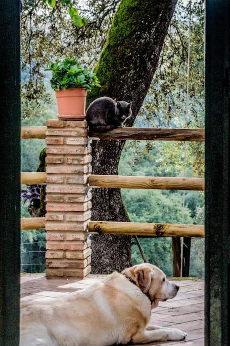 Casa Rural Alicia コルテガナ エクステリア 写真